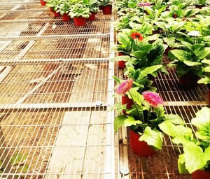 廣州花卉苗床使用案例